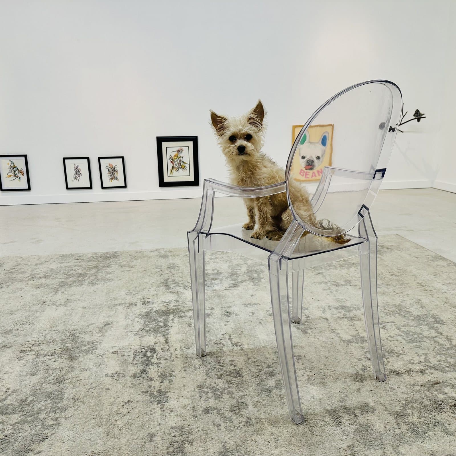 A small dog on a clear chair in the viewing room